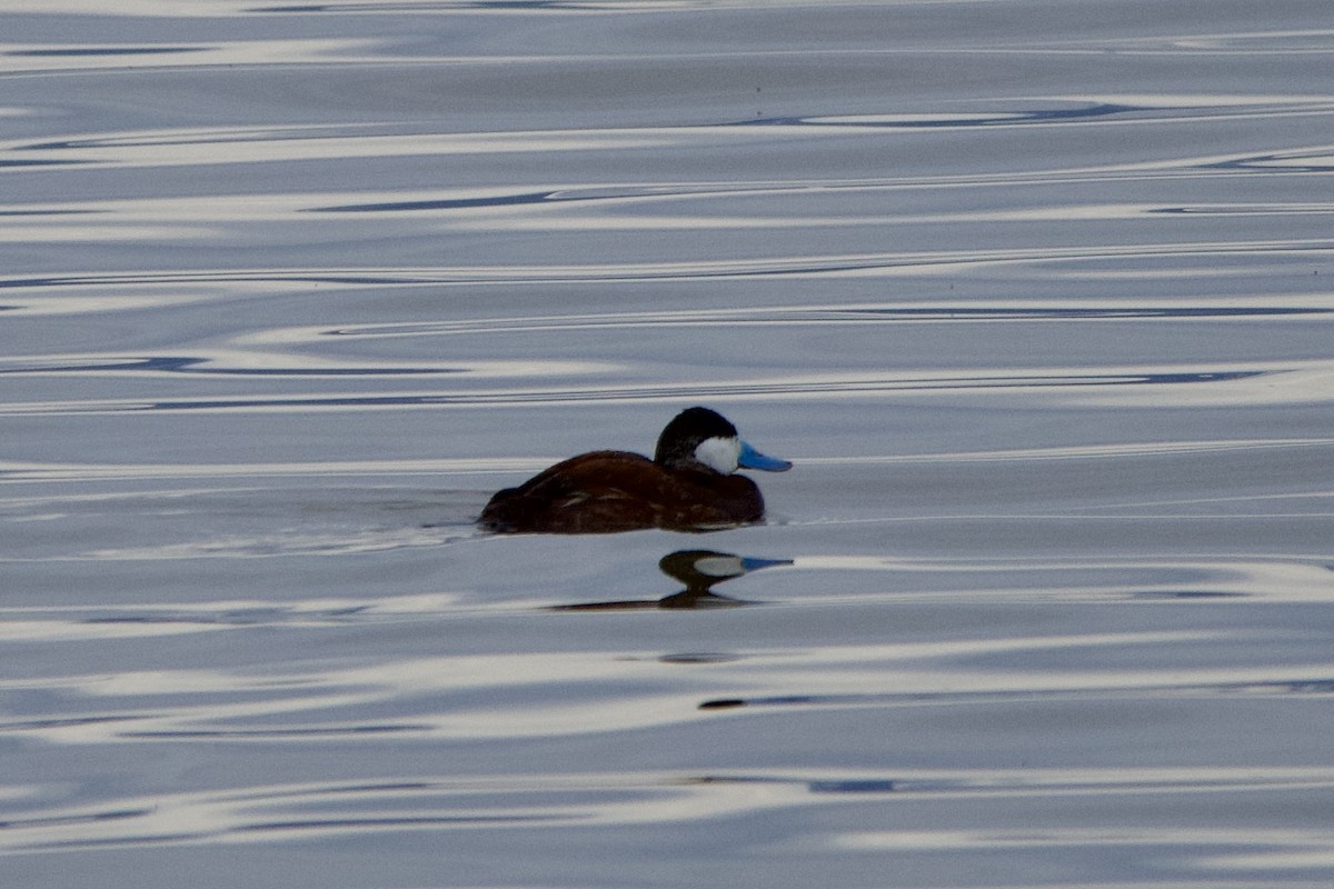 Érismature rousse - ML647462610
