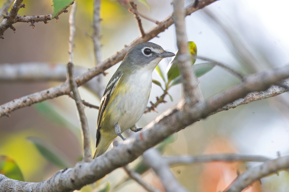 zelenáček brýlový - ML647462615