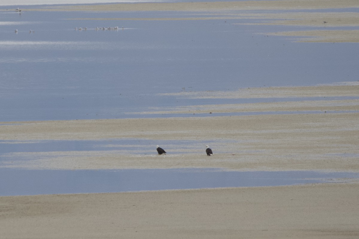 Pygargue à tête blanche - ML647462622