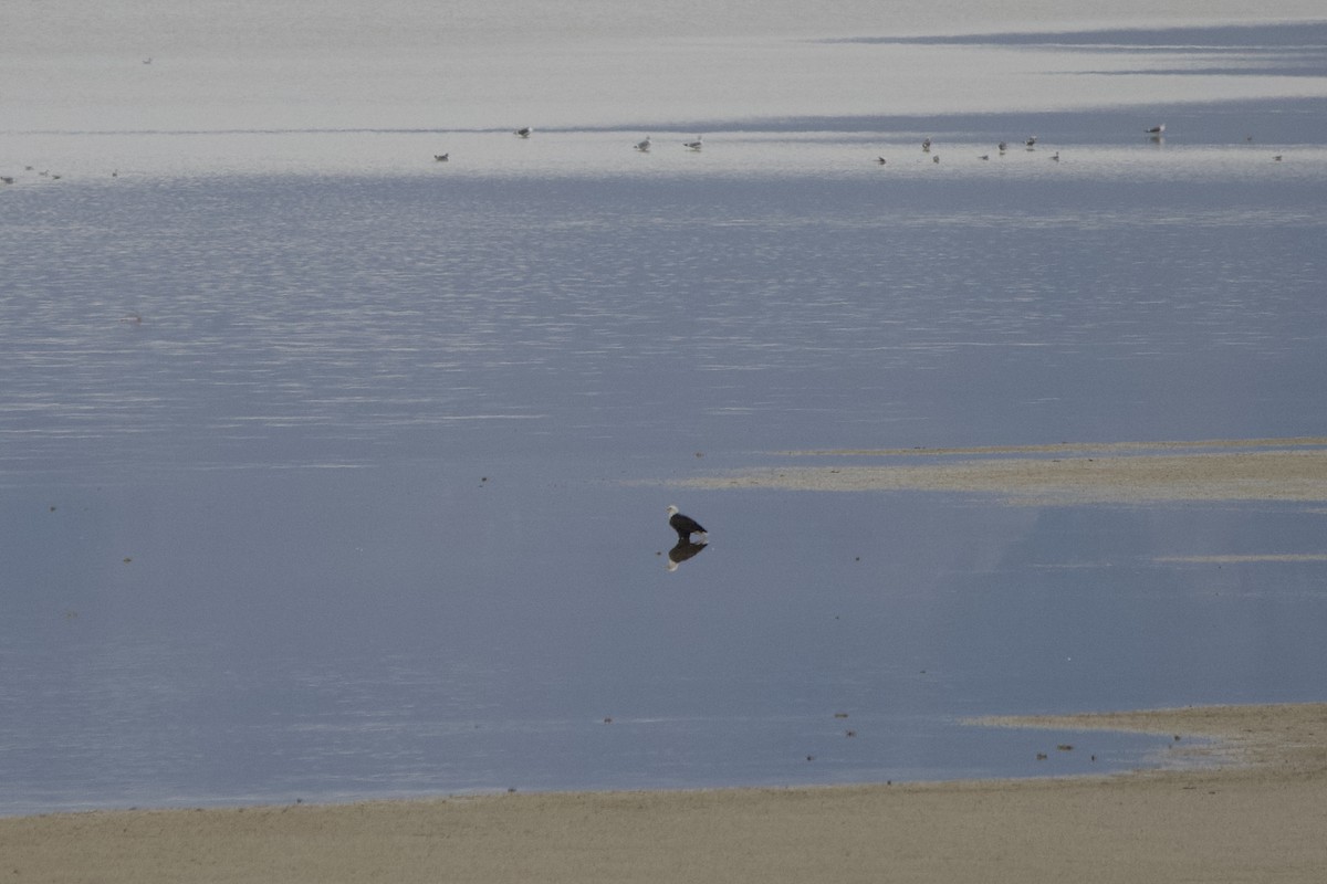 Pygargue à tête blanche - ML647462623