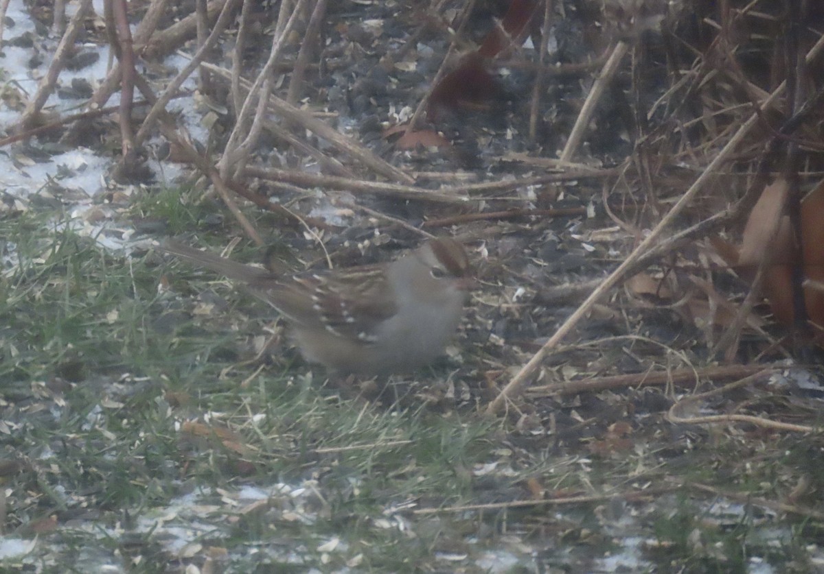 White-crowned Sparrow - ML647462624
