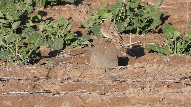 Horned Lark - ML647462626