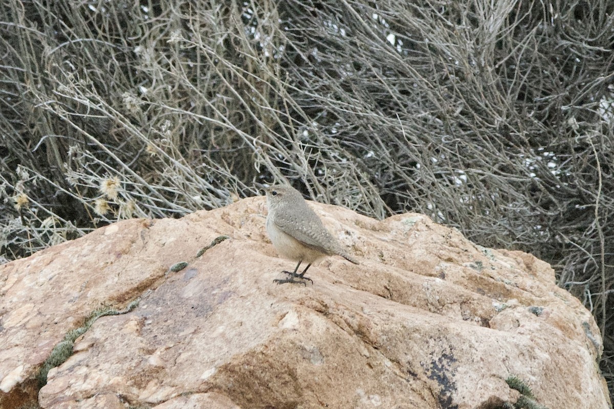 Troglodyte des rochers - ML647462632