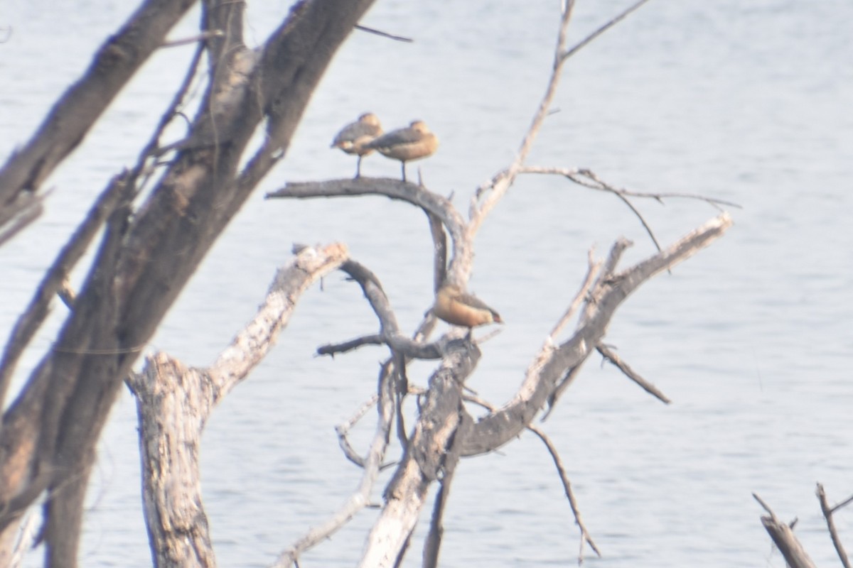 Lesser Whistling-Duck - ML647462640