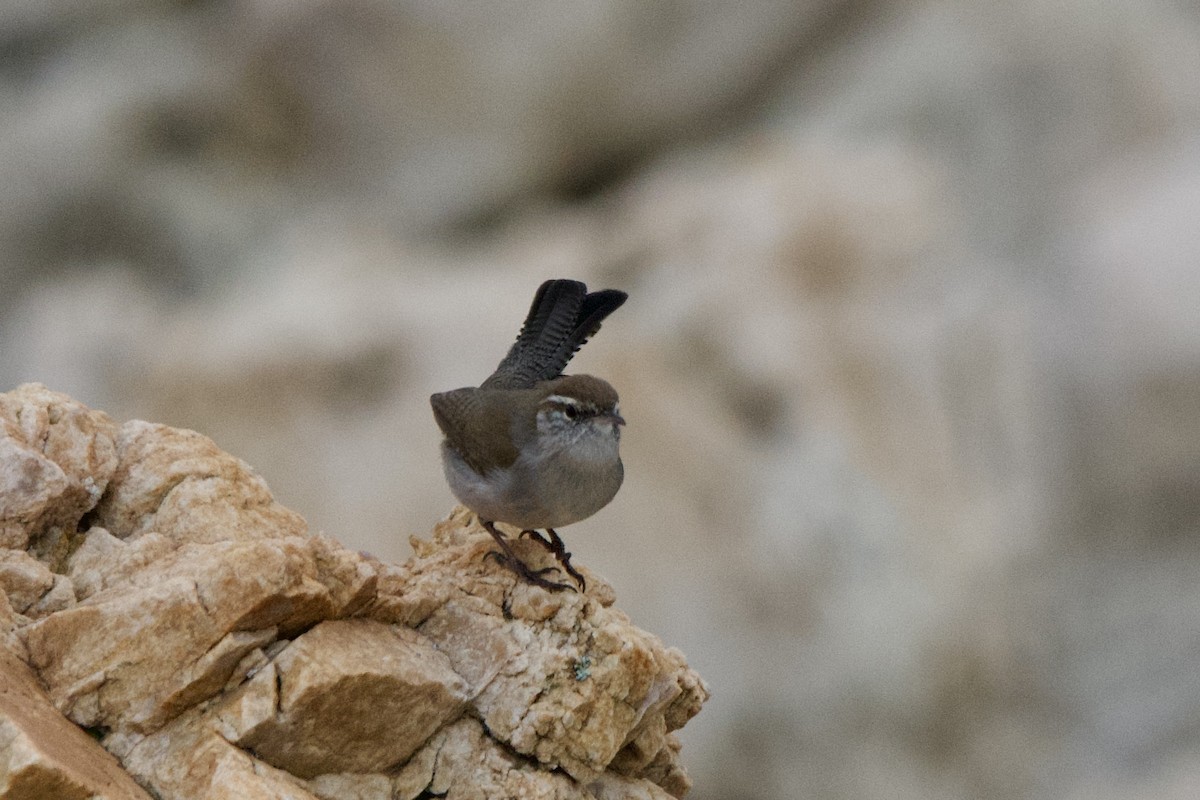 Troglodyte de Bewick - ML647462644