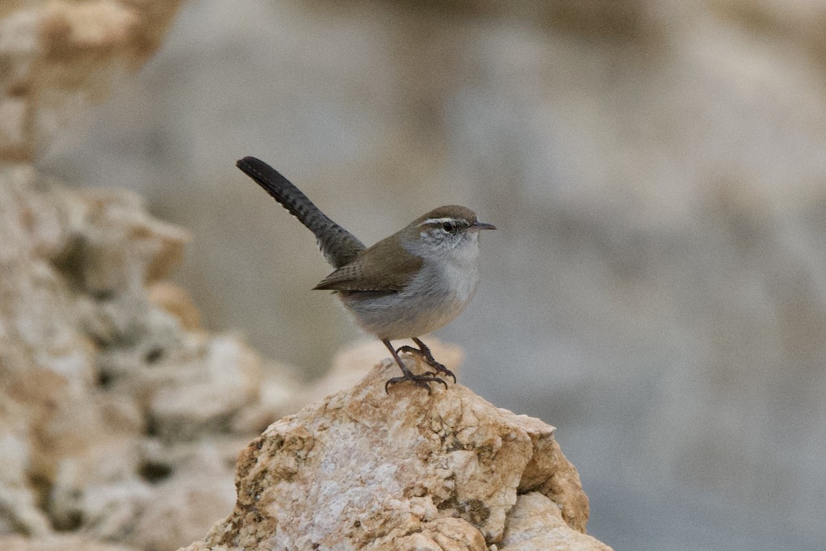 Troglodyte de Bewick - ML647462645