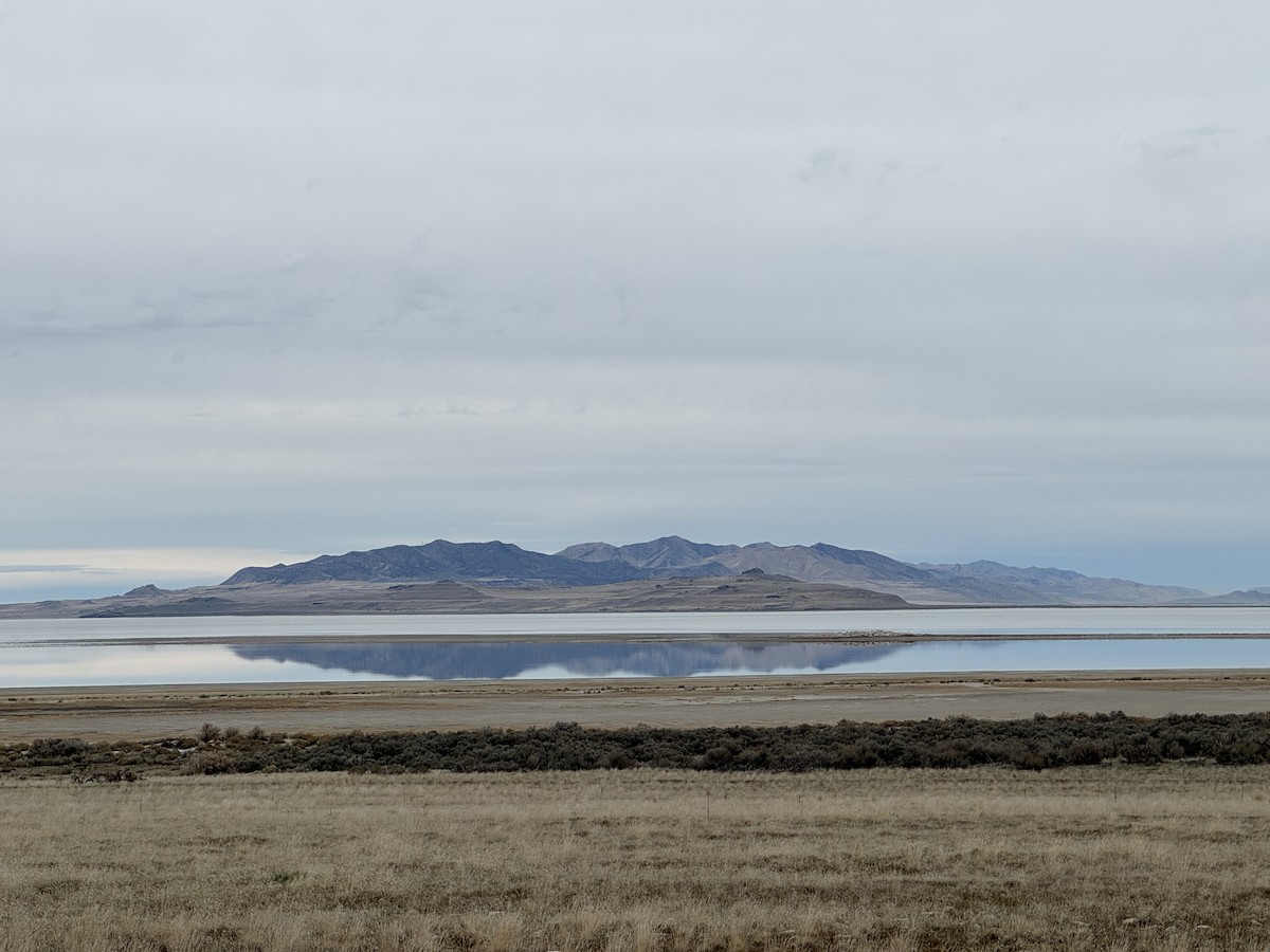 Troglodyte de Bewick - ML647462646