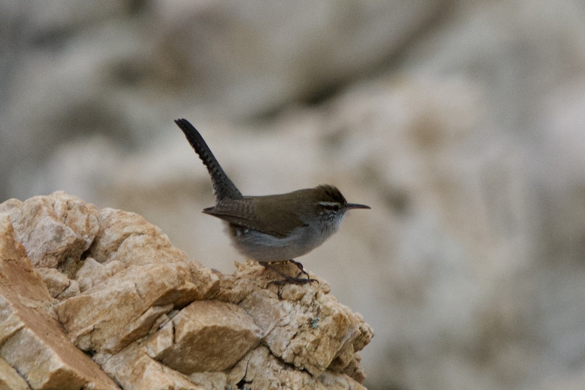 Troglodyte de Bewick - ML647462647