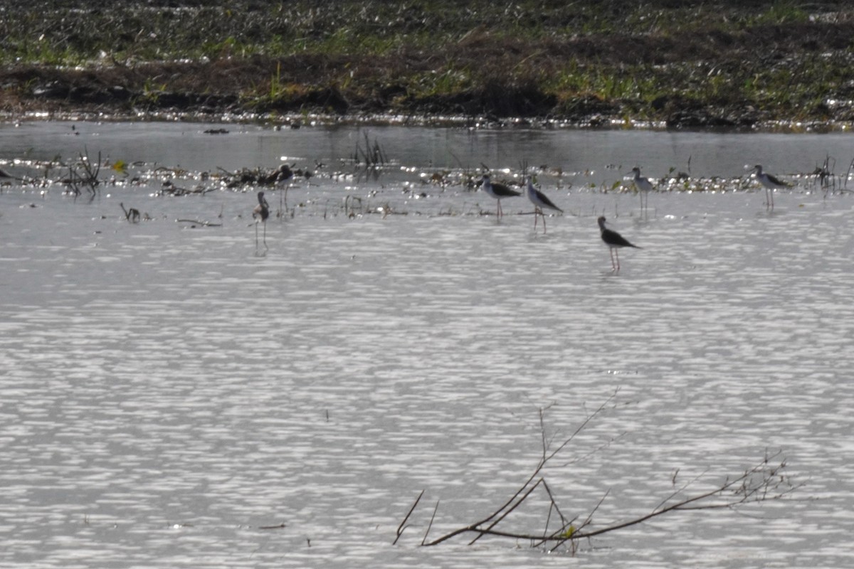 Black-winged Stilt - ML647462648