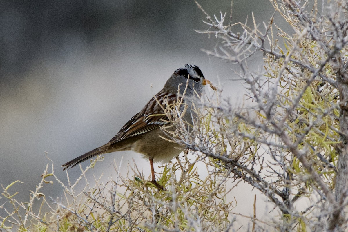 Bruant à couronne blanche - ML647462654