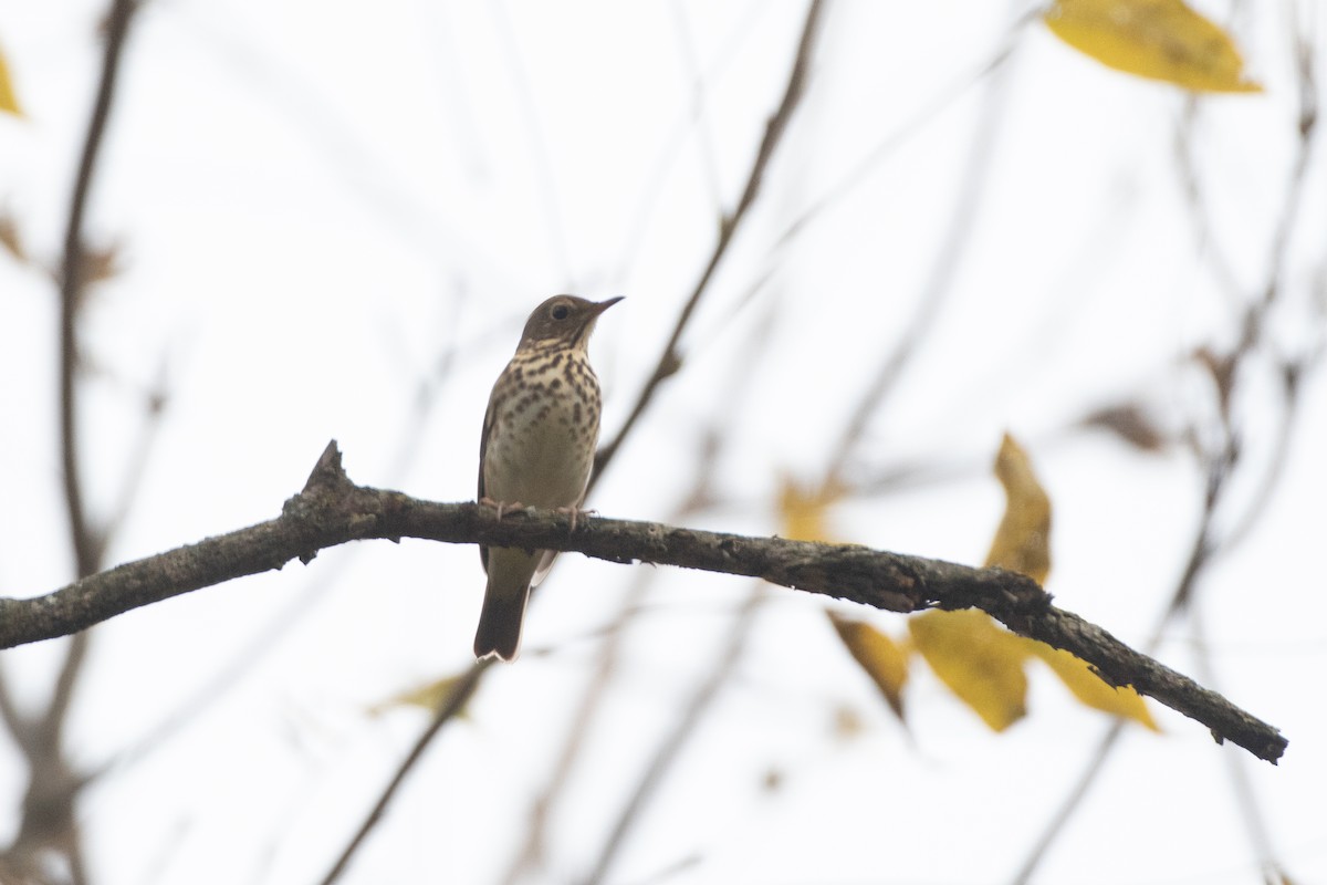 Hermit Thrush (faxoni/crymophilus) - ML647462659