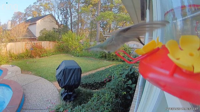 Black-chinned Hummingbird - ML647462660