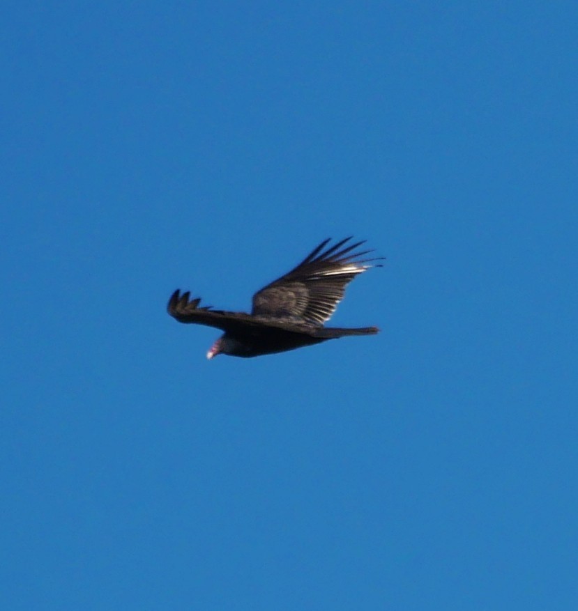 Turkey Vulture - ML647462661