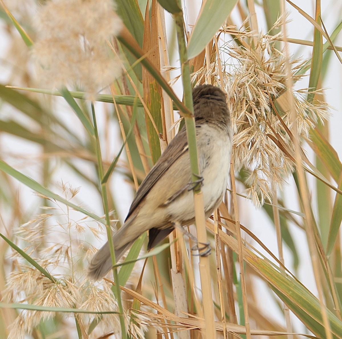 Clamorous Reed Warbler - ML647462662