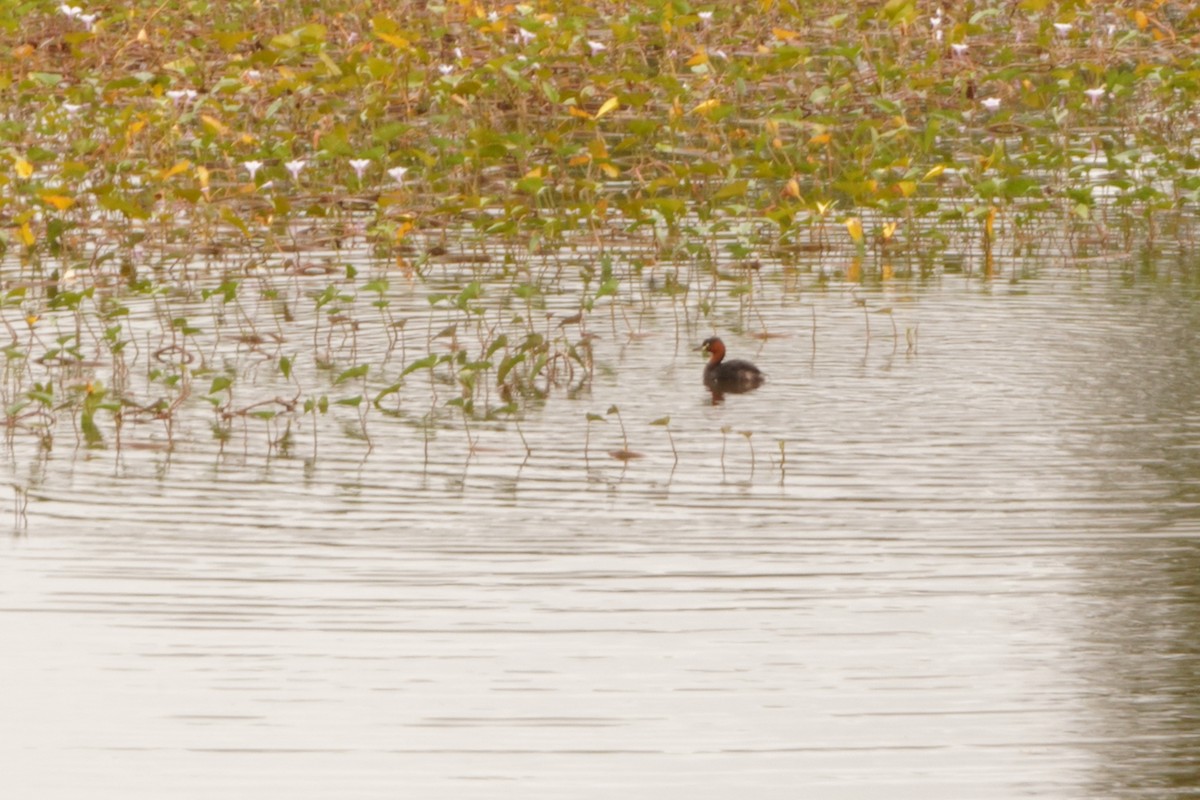 Little Grebe - ML647462671