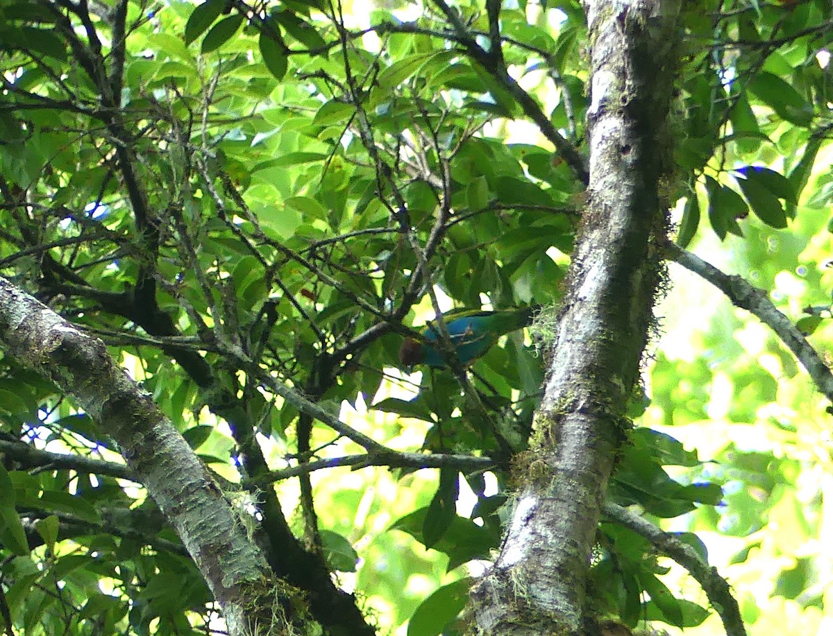 Bay-headed Tanager - ML647462673