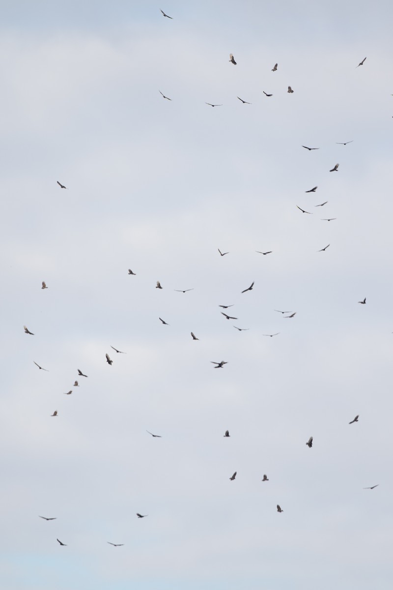 Turkey Vulture - ML647462683