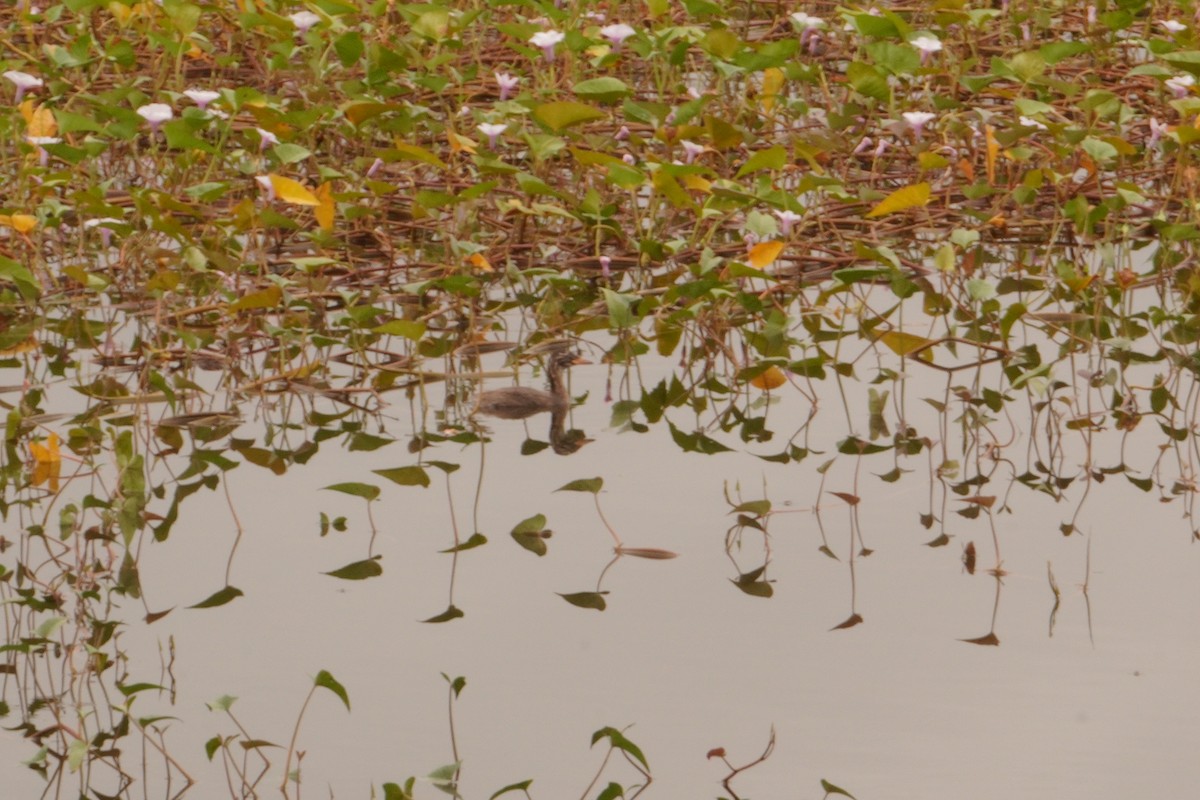 Little Grebe - ML647462686