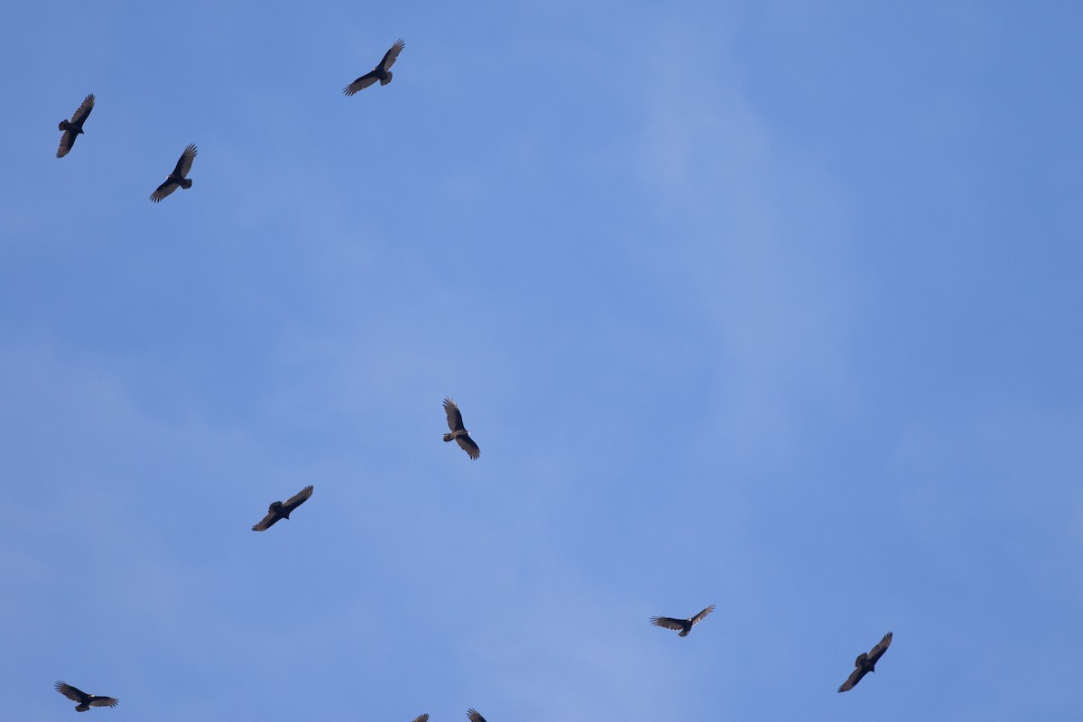Turkey Vulture - ML647462693