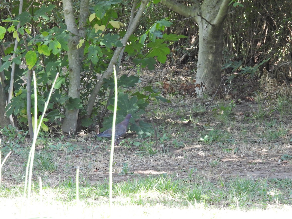 Pikazuro Güvercini - ML647462694