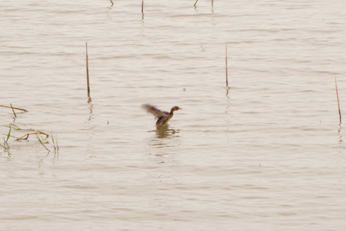 Little Grebe - ML647462700