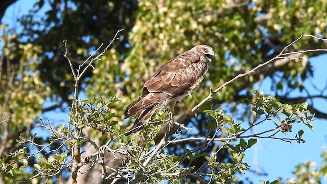 Northern Harrier - ML647462701