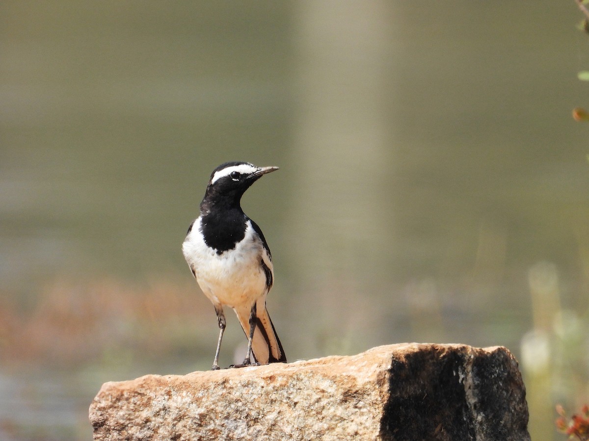 skjæreerle - ML647462720