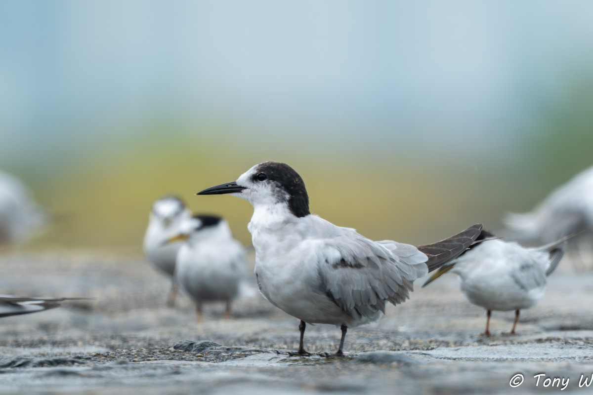 Common Tern - ML647462728