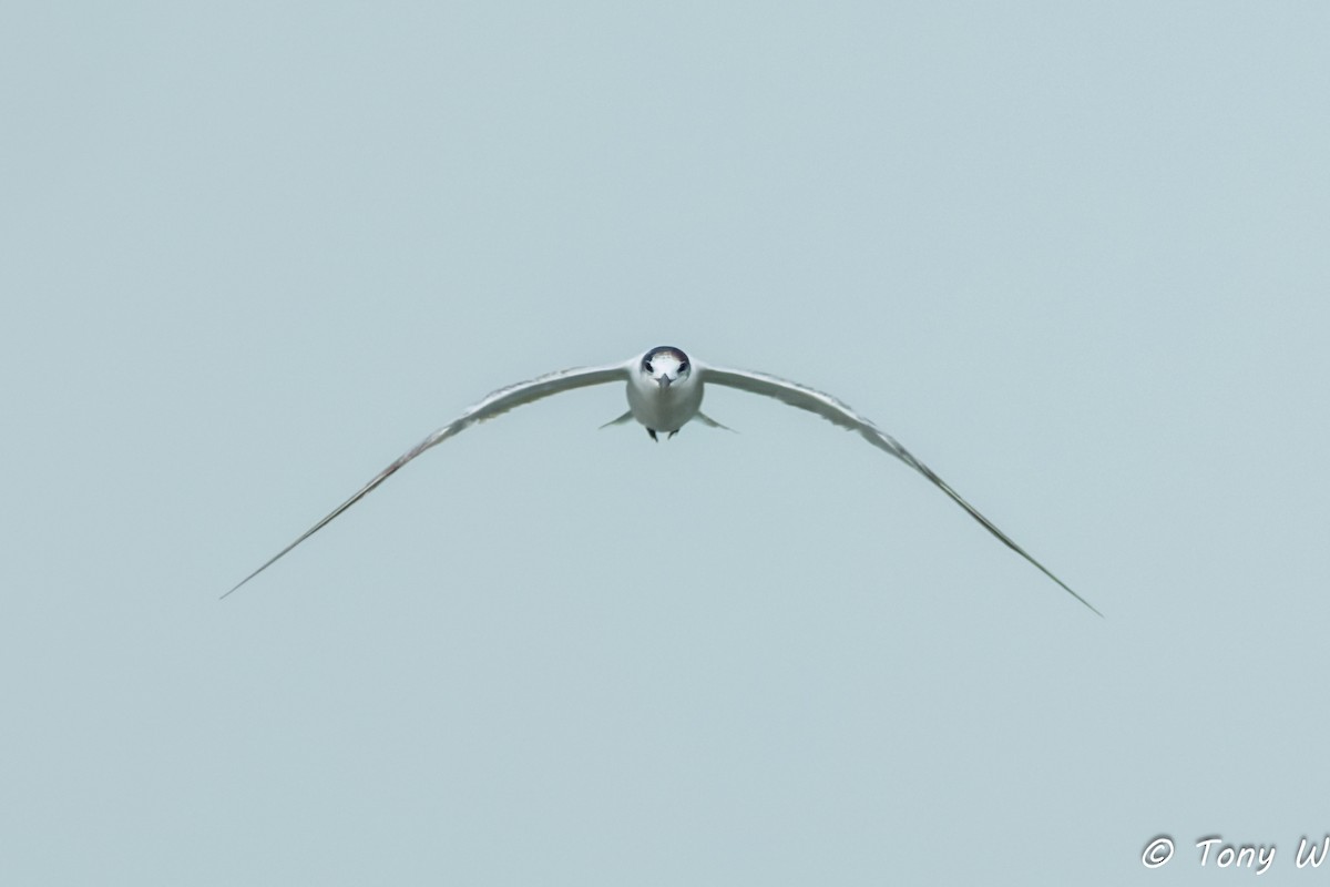 Common Tern - ML647462729
