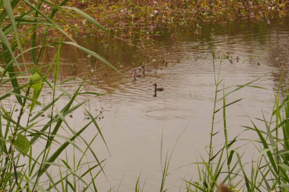 Little Grebe - ML647462731