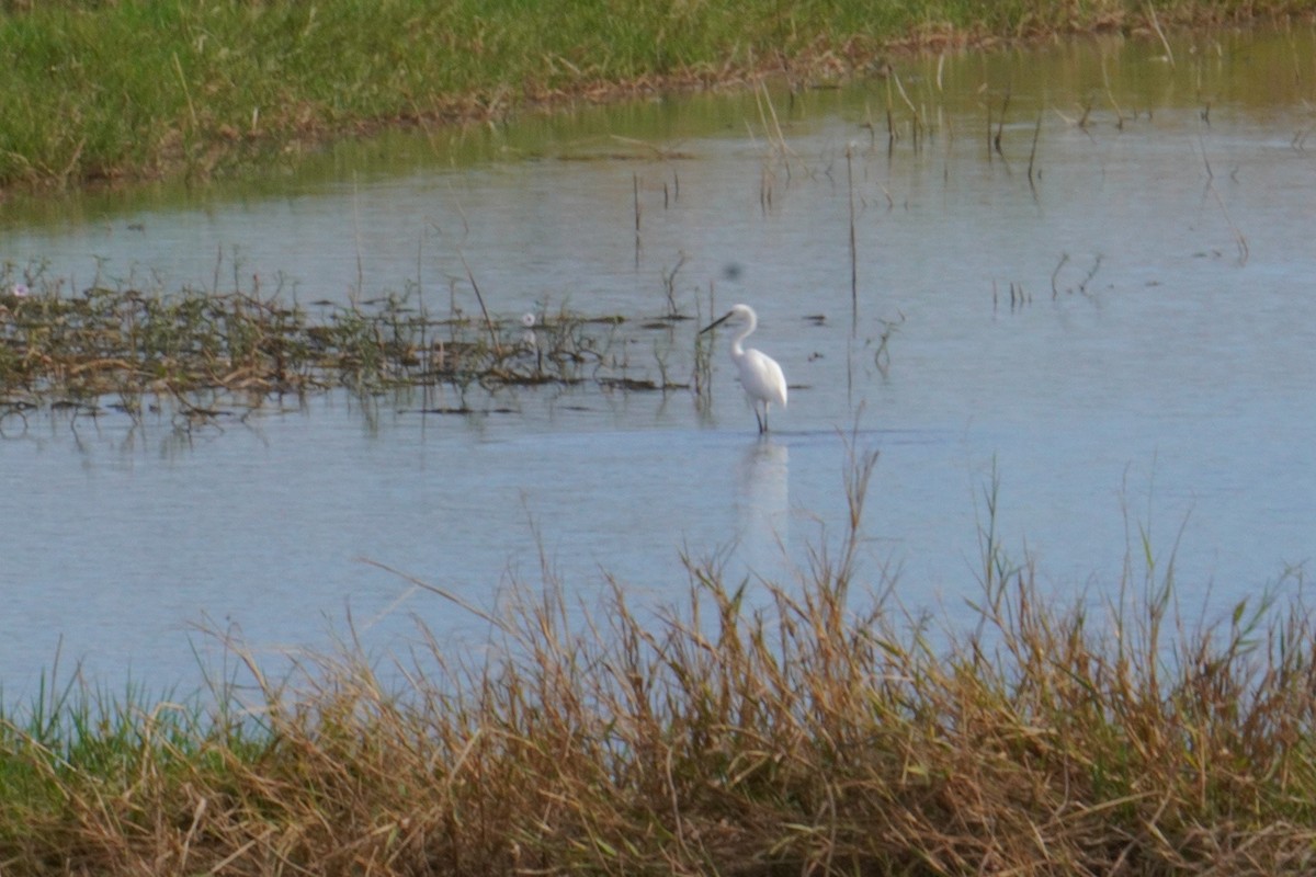 Little Egret - ML647462754