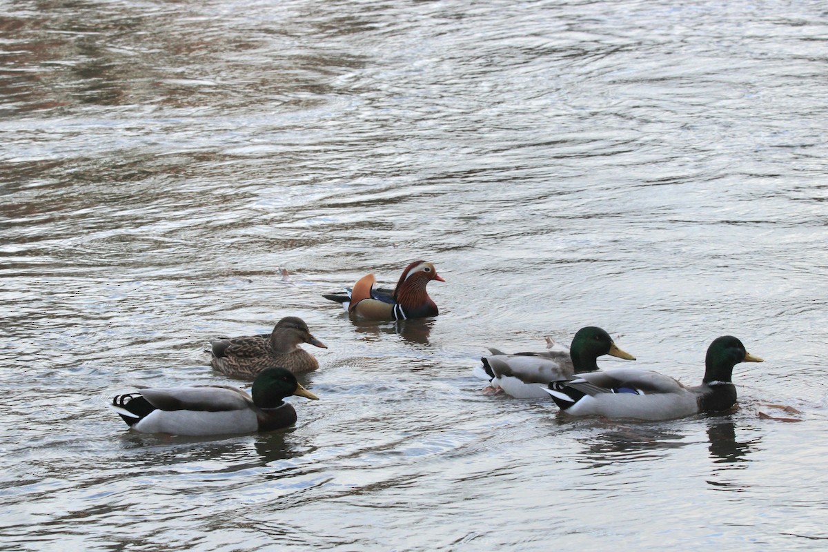 Mandarin Duck - ML647462771
