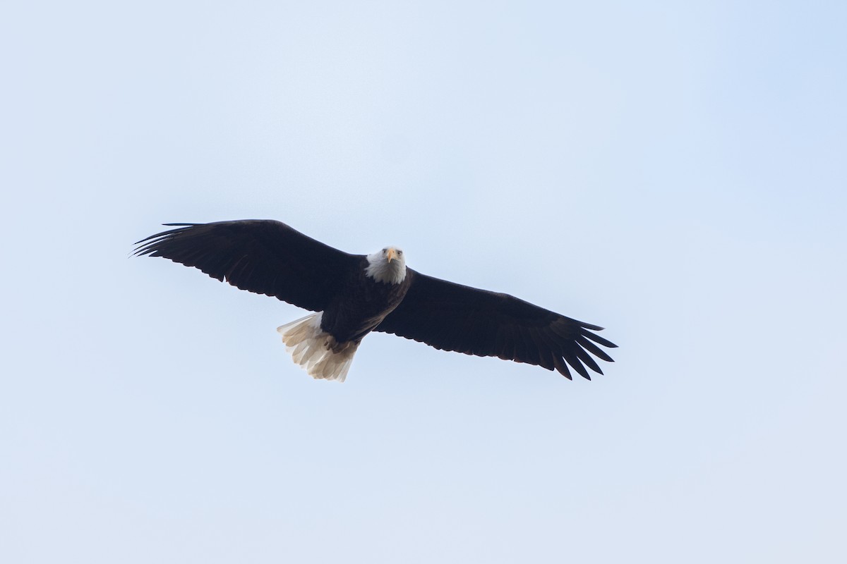 Bald Eagle - ML647462773