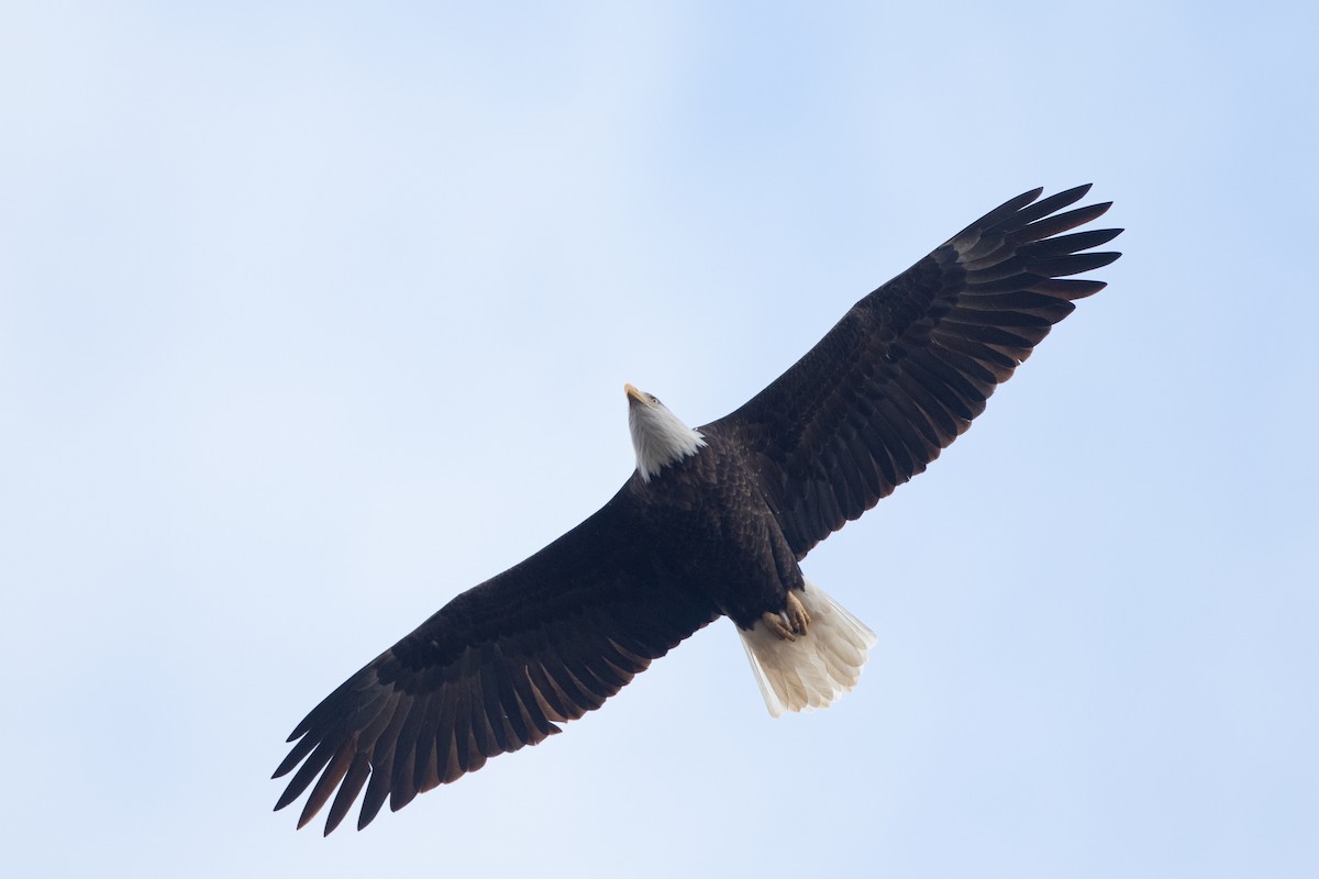 Bald Eagle - ML647462774