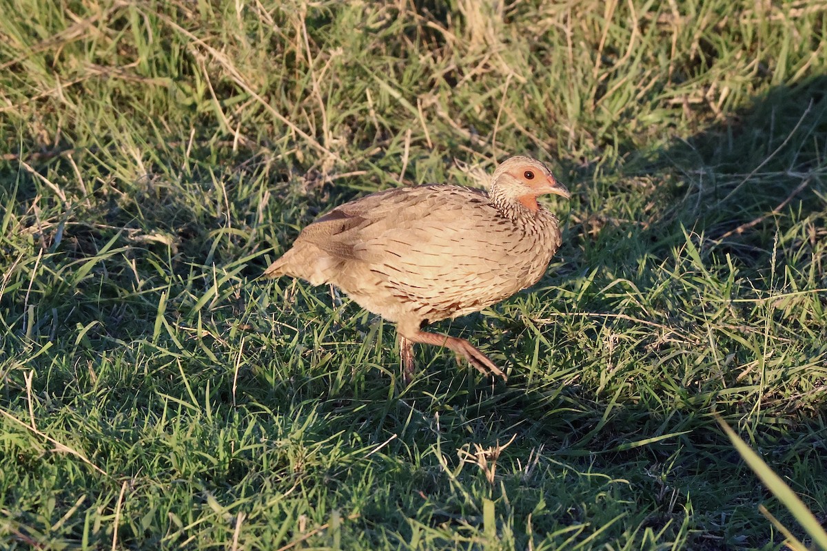 Swainson's Spurfowl - ML647462776