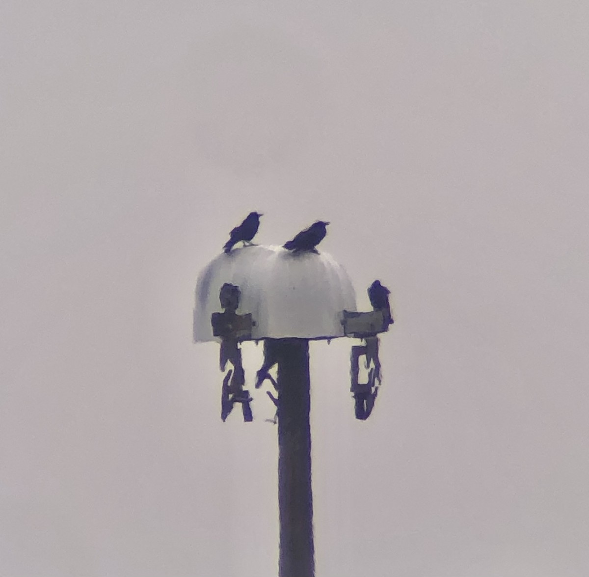 American/Fish Crow - ML647462777