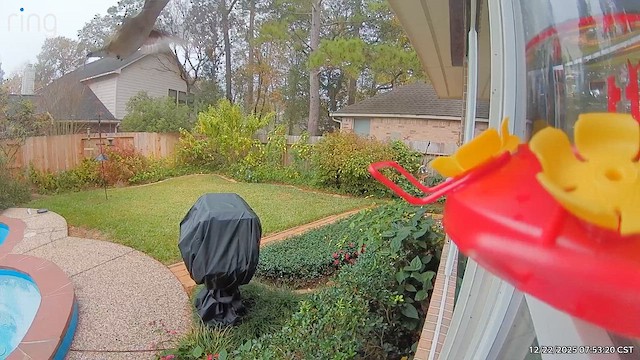 Black-chinned Hummingbird - ML647462790