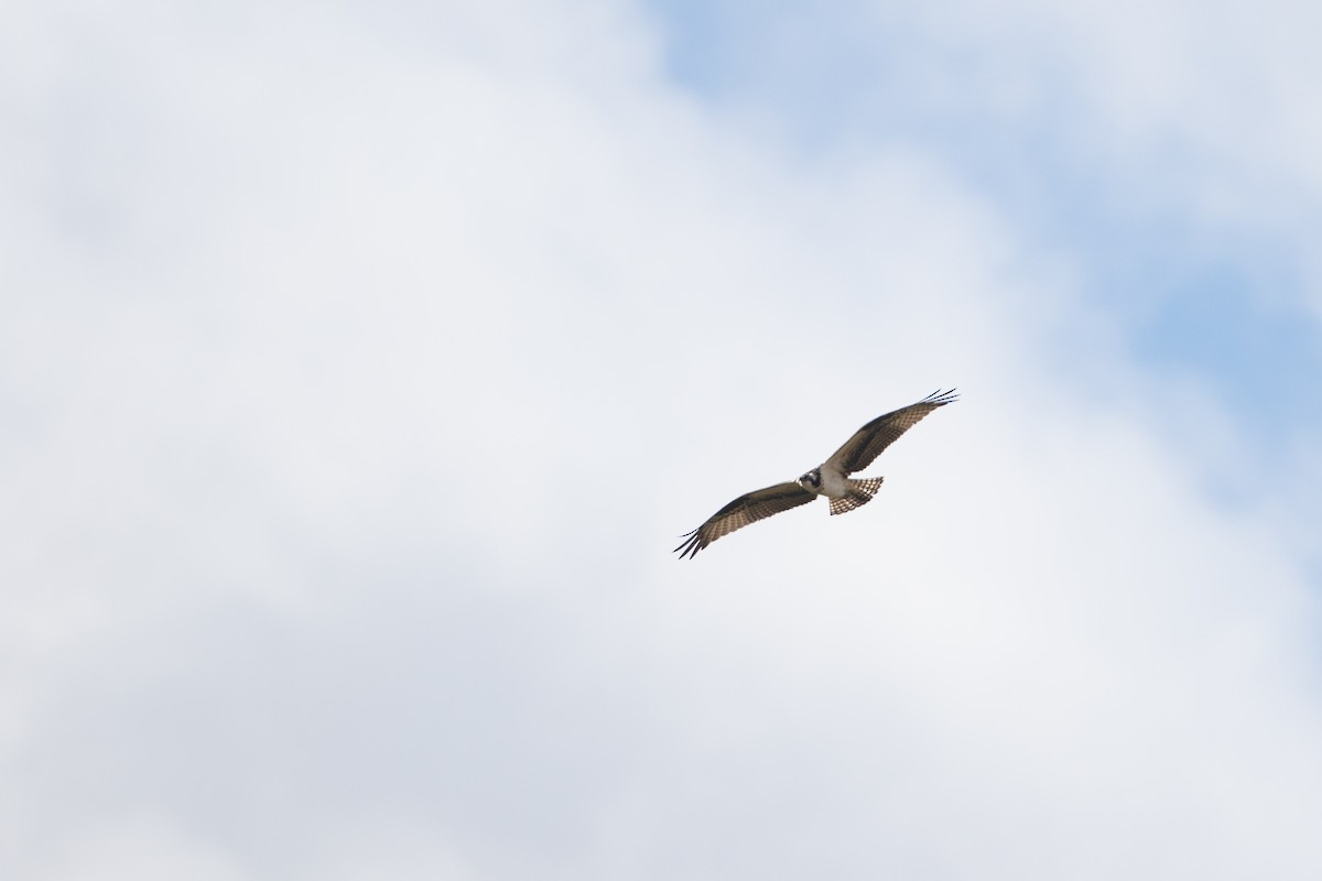 魚鷹(carolinensis) - ML647462793