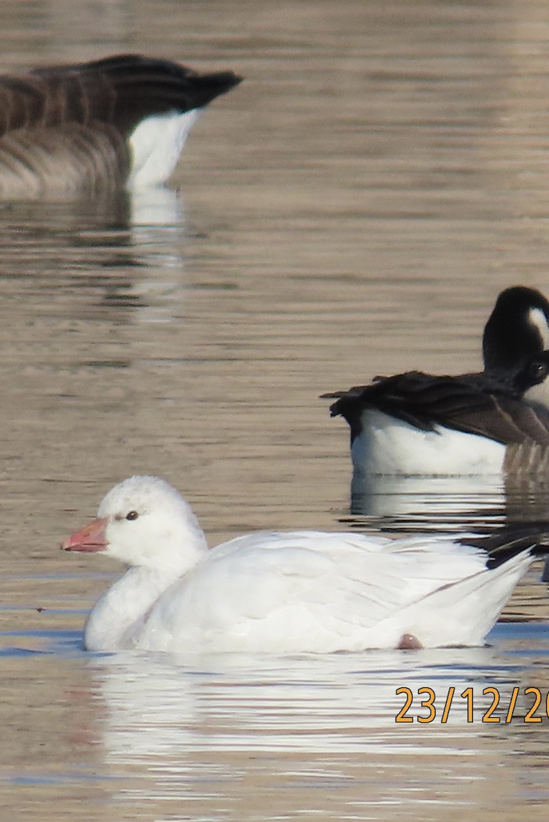 Ross's Goose - ML647462802