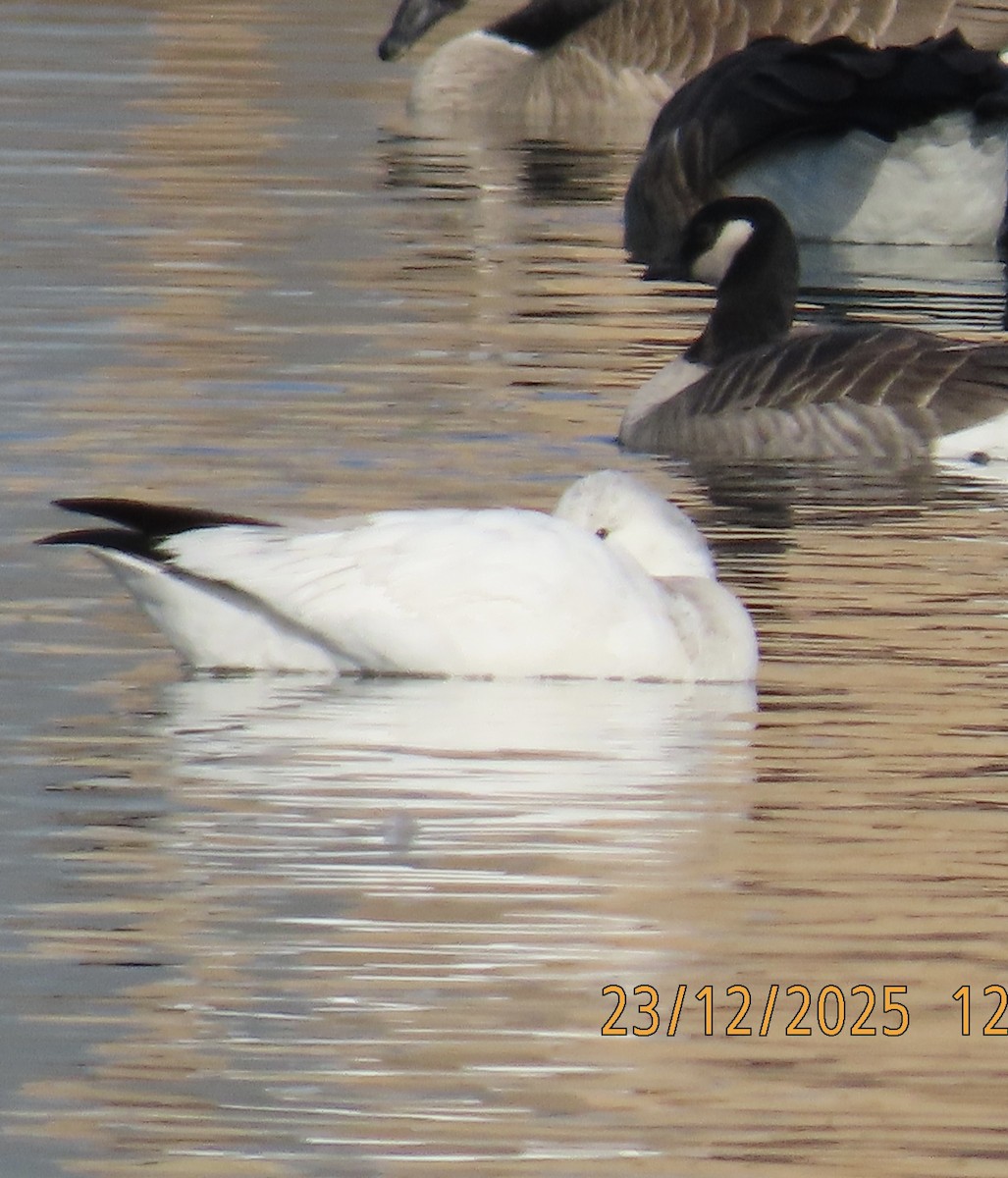 Ross's Goose - ML647462803