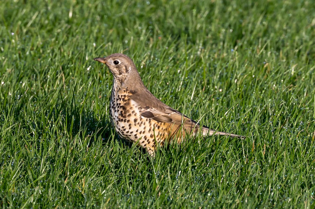 槲鶇 - ML647462809