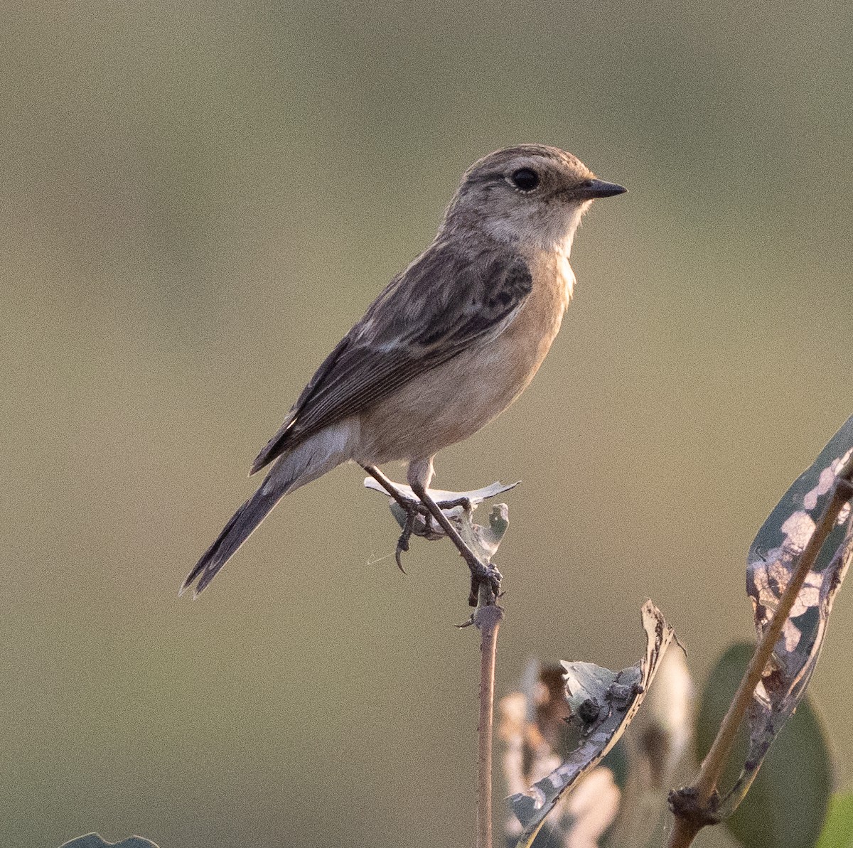 bramborníček sibiřský - ML647462811