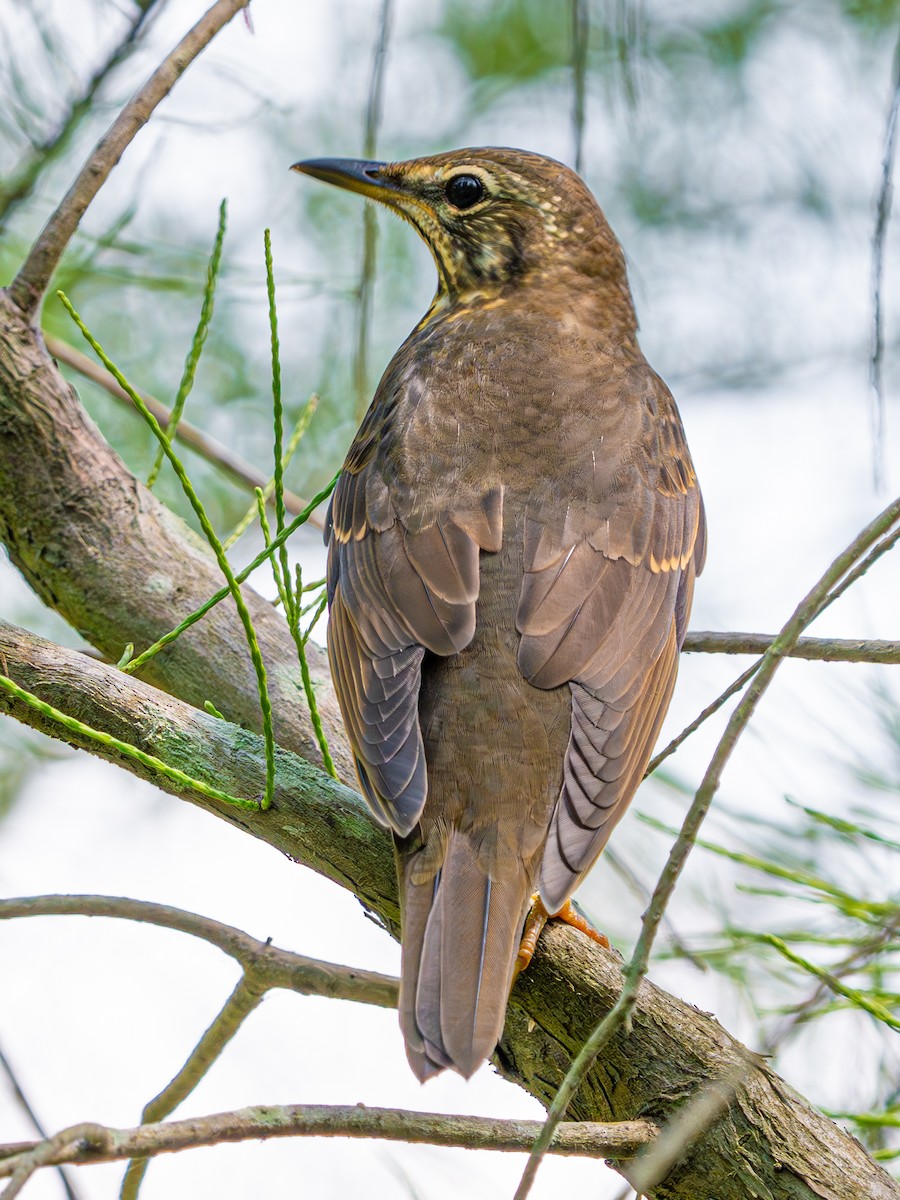 Siberian Thrush - ML647462813