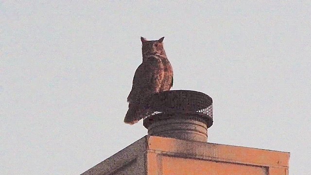 Great Horned Owl - ML647462818