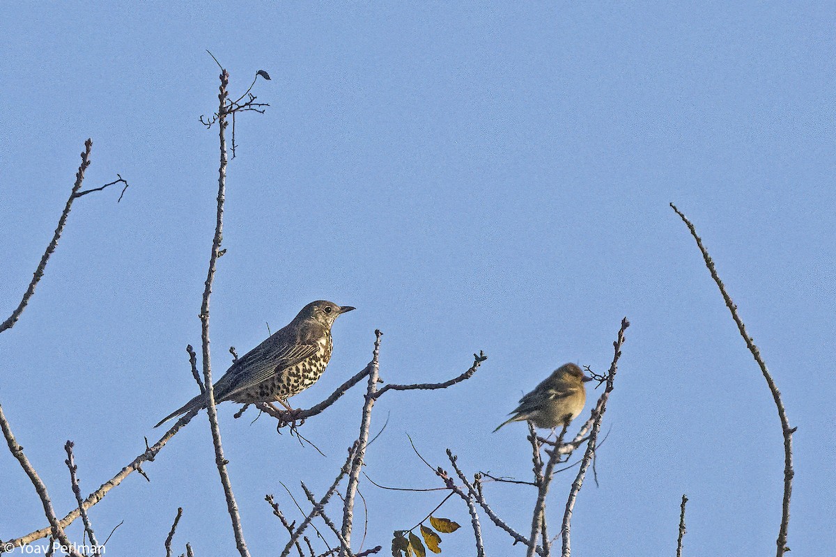 槲鶇 - ML647462820