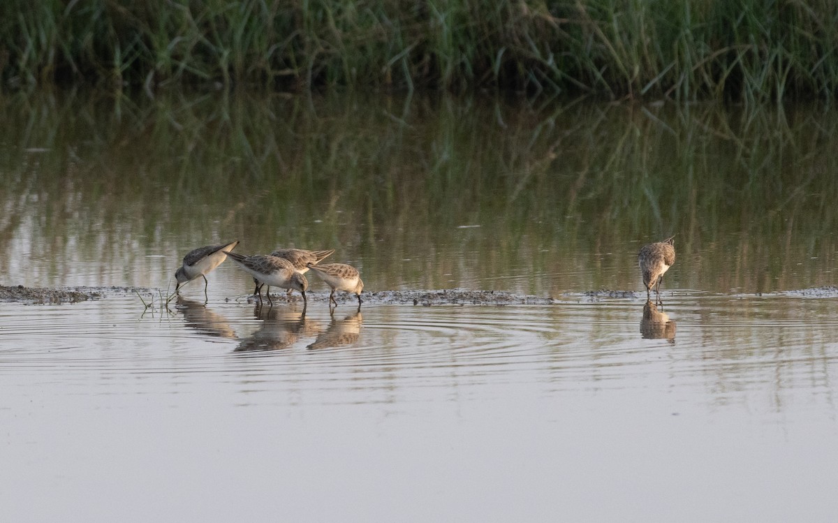 Küçük Kumkuşu - ML647462826