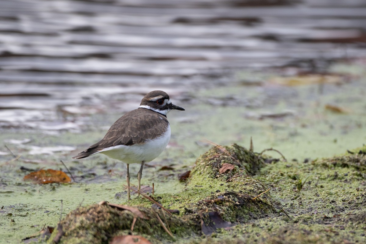 Killdeer - ML647462829