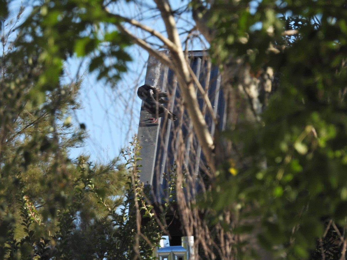 Kaya Güvercini (evcil tip) - ML647462834