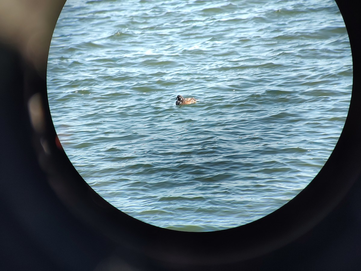 Palyaço Ördeği - ML647462839