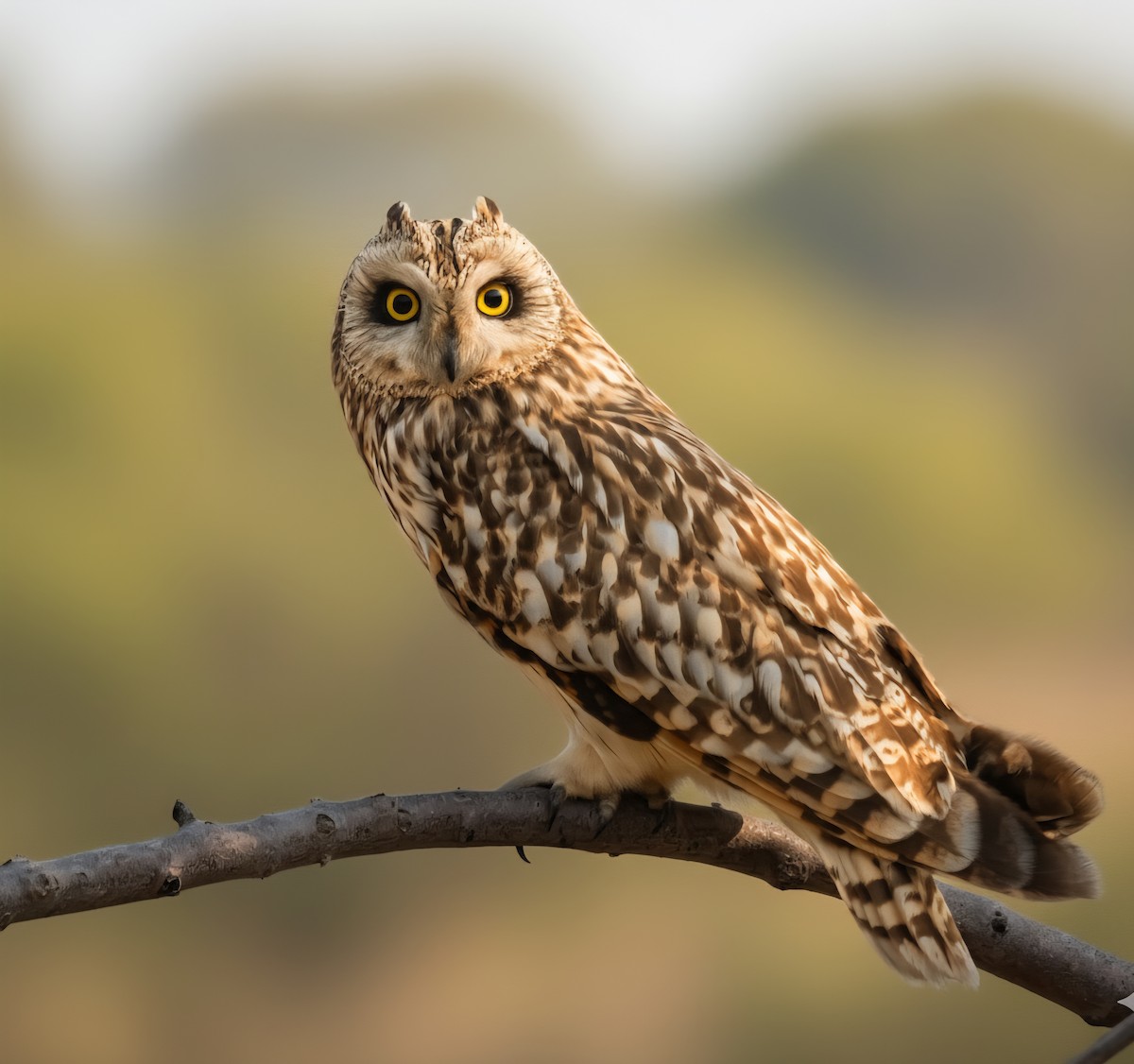 Short-eared Owl - ML647462843
